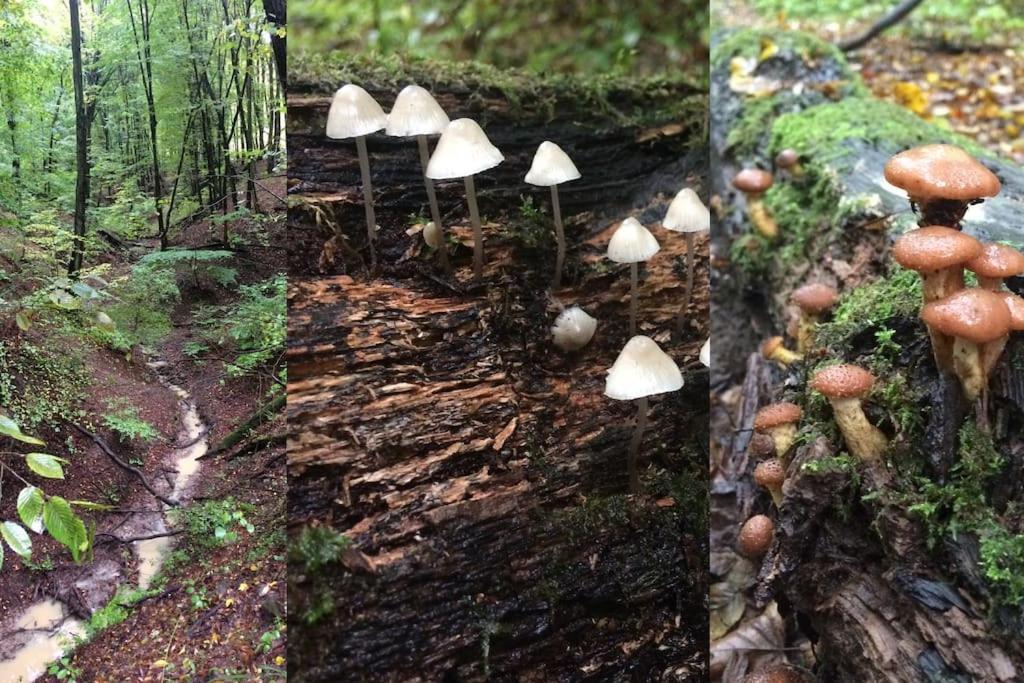 Cinke Cottage, Nest In Nature Verőcemaros Eksteriør bilde